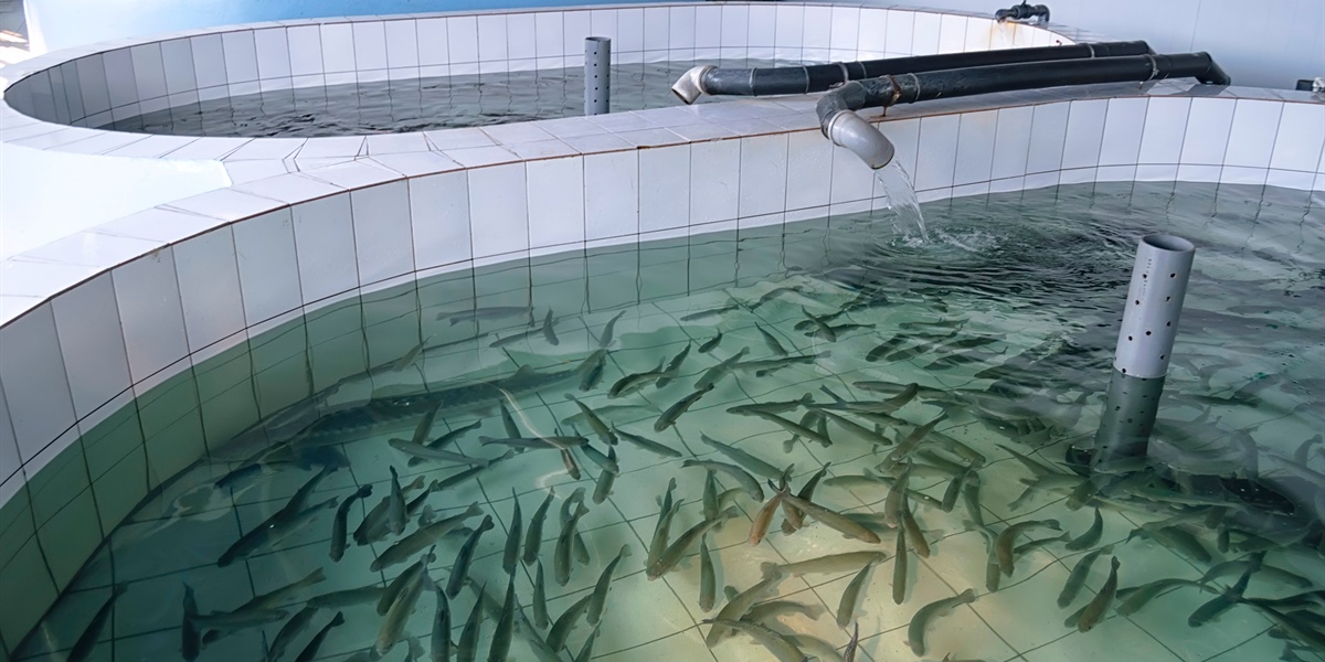 Aquaculture